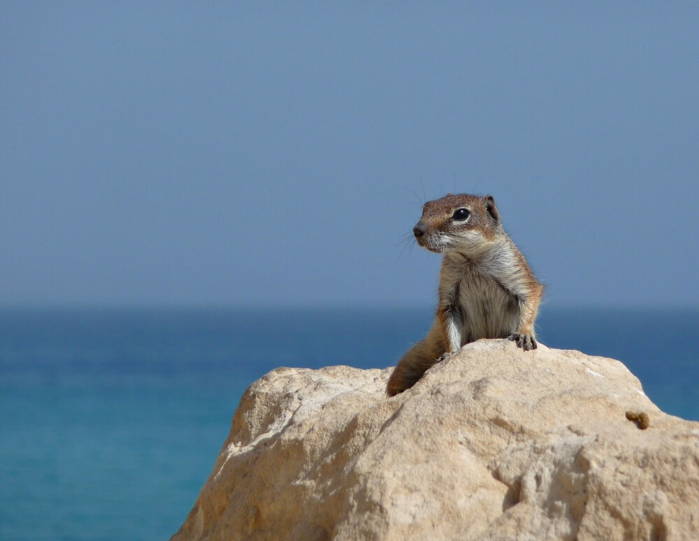 Weather In Fuerteventura
