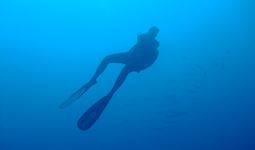 Fuerteventura Diving